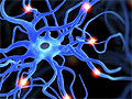 Ученые опровергли миф: нервные клетки восстанавливаются