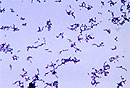 Propionibacterium acnes — бактерия, которая вызывает прыщи