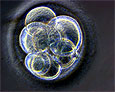 Ученые создали человеческие эмбриональные клетки из кожи